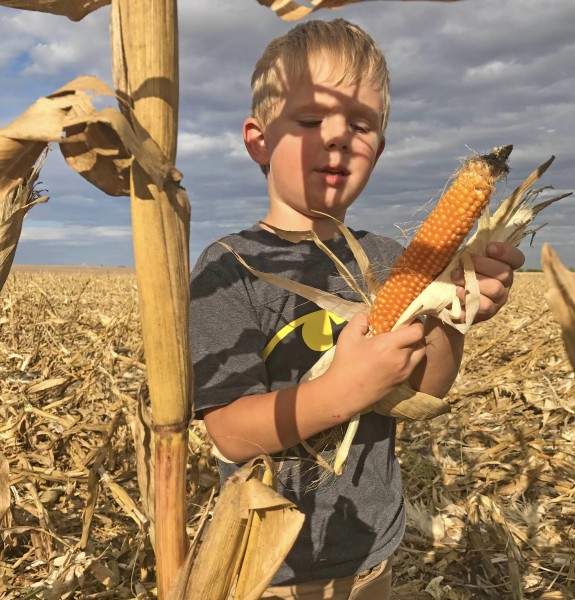 Growing Popcorn | Kansas Living Magazine