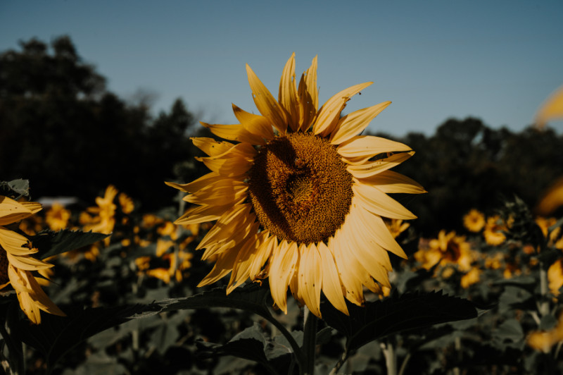 Visit Gieringer’s Family Orchard and Berry Farm for fresh fruit and fun