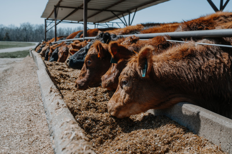 cattle id