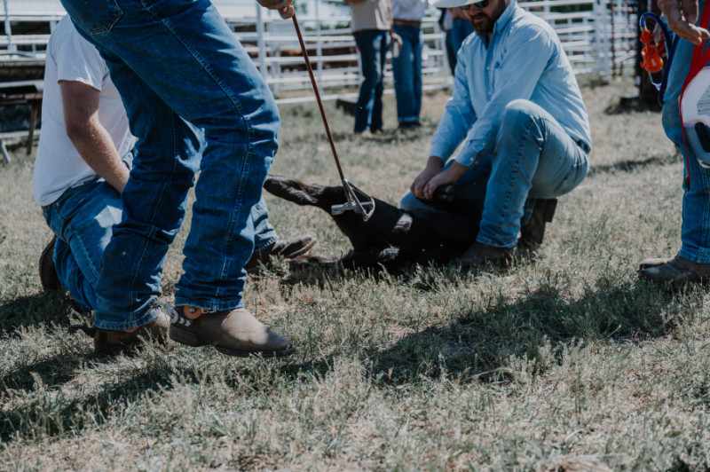 branding_cattle ranches in kansas