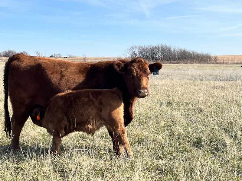 cow, calf, baby, nursing
