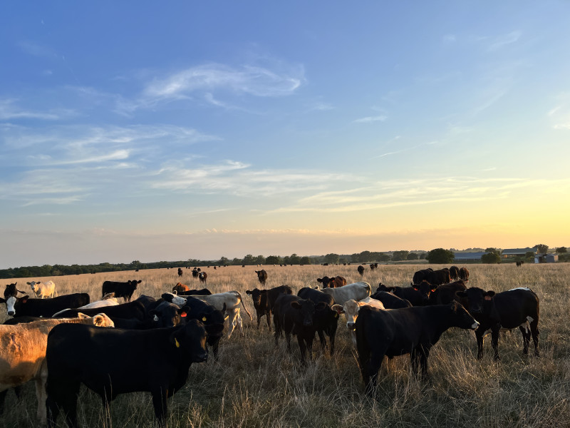 cattle, pasture, beef, ranch
