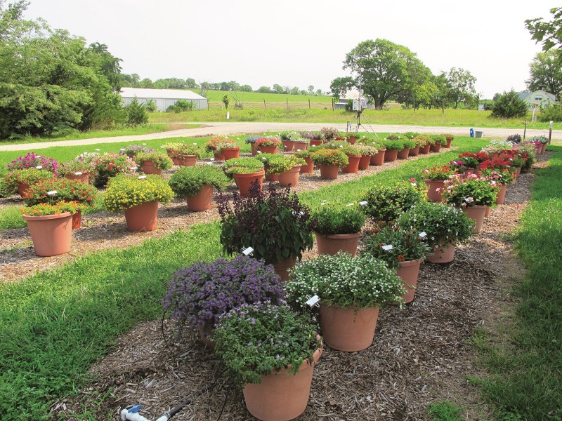 Potted Produce Kansas Living Magazine