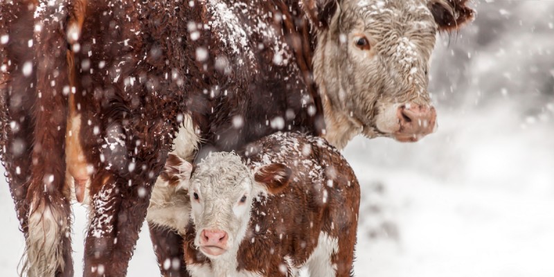 How do farmers care for cattle in the winter? | Kansas Living Magazine