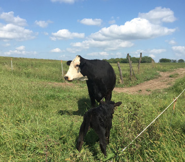 fall calves on grass