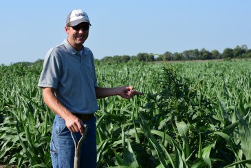 Pigweed