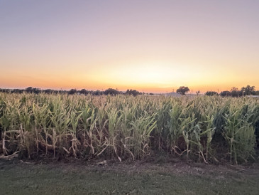 Tipton corn maze_header