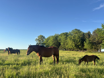 red rock guest ranch_horse