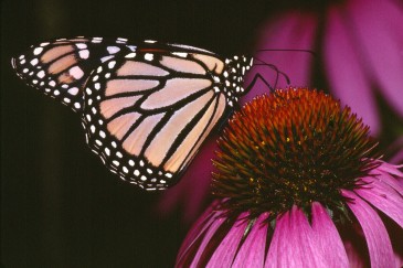 Butterfly Pollinator