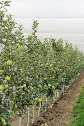 Arctic Apple Field