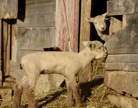 baby lambs