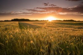 sunset and wheat