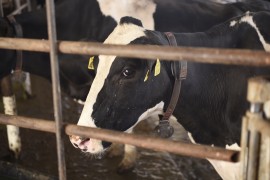 Holstein cow with a collar