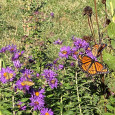 pollinator garden in kansas