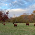 cows in field - brandi at high bar cattle company
