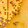 bees in a hive