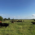 kansas cows