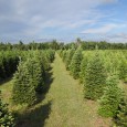 Delp Christmas Tree Farm