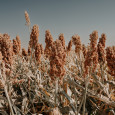 farming and ranching in kansas