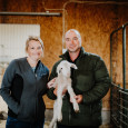 simon sheep_stephen and sarah