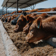 cattle id