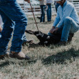 branding_cattle ranches in kansas