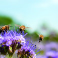Bees on Purple Flowers