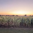 Tipton corn maze_header