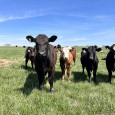 mrna in cattle_cows_brandi
