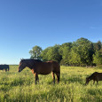 red rock guest ranch_horse