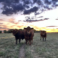cattle, pasture, beef, ranch, sustainability