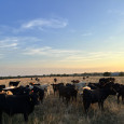 cattle, pasture, beef, ranch