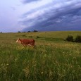 cow in pasture grass