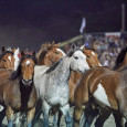 running_of_the_mares.jpg