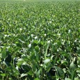 GMO soybean field