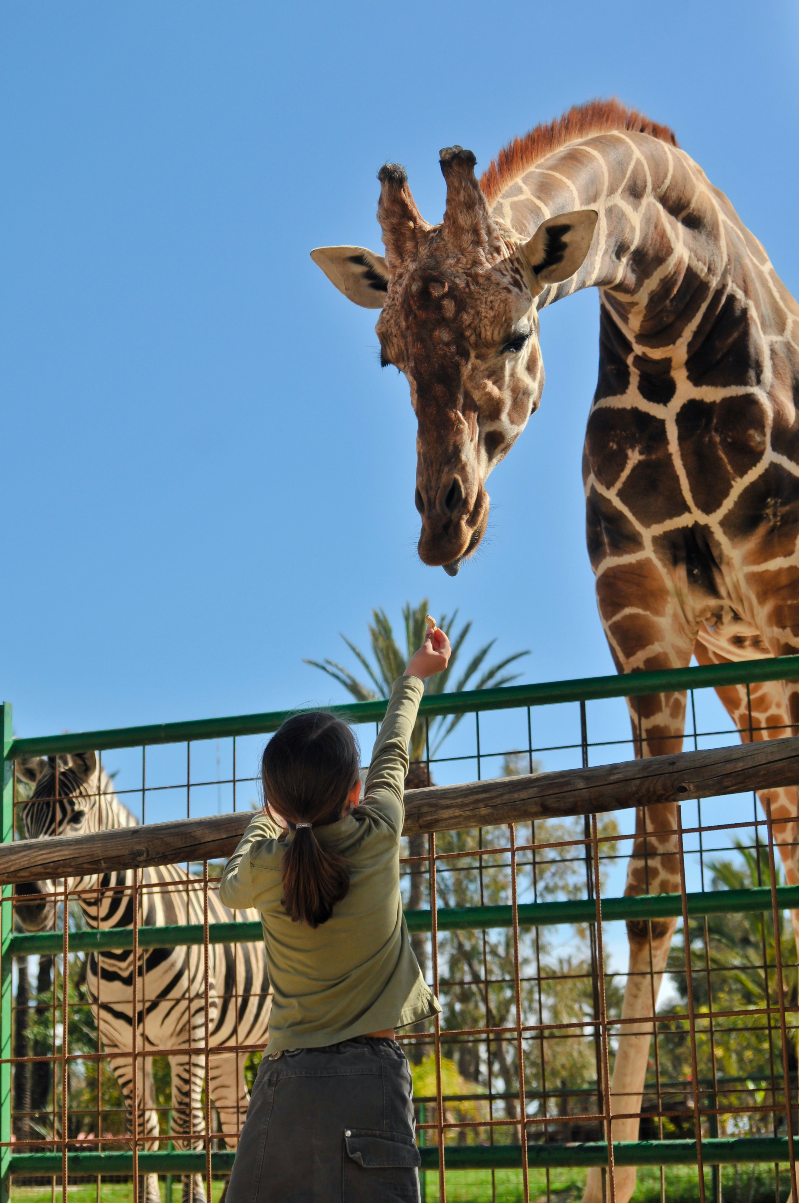 Hendrick's Exotic Animal Farm | Kansas Living Magazine