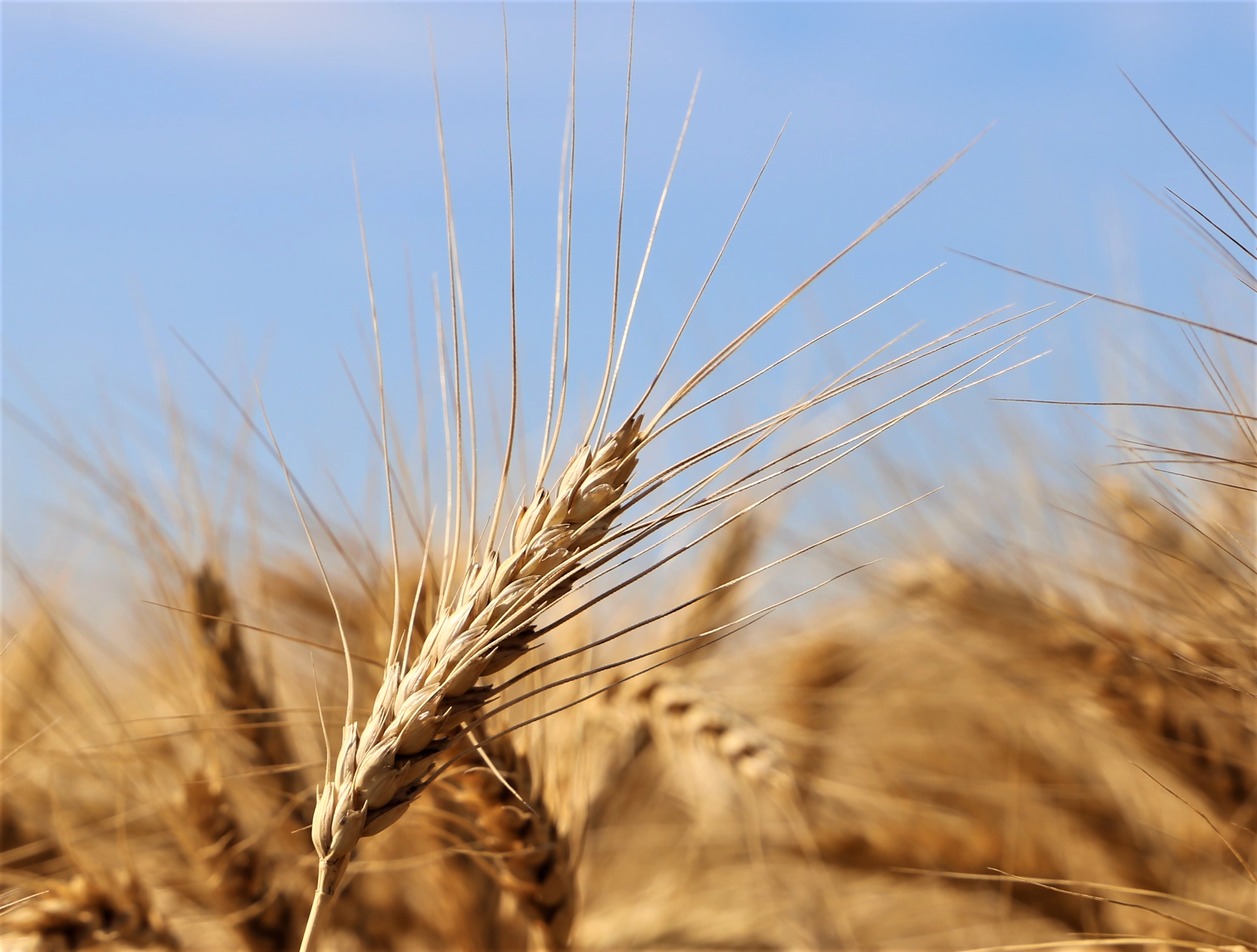 Wheat Harvest Signals Start of Summer in Kansas Kansas Living Magazine